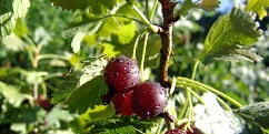 cucina estate